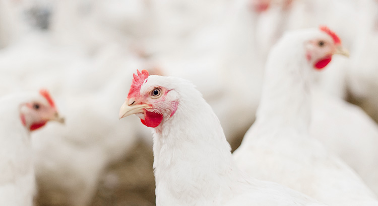 �������ʹ���-׷�󿵽�,����һ������